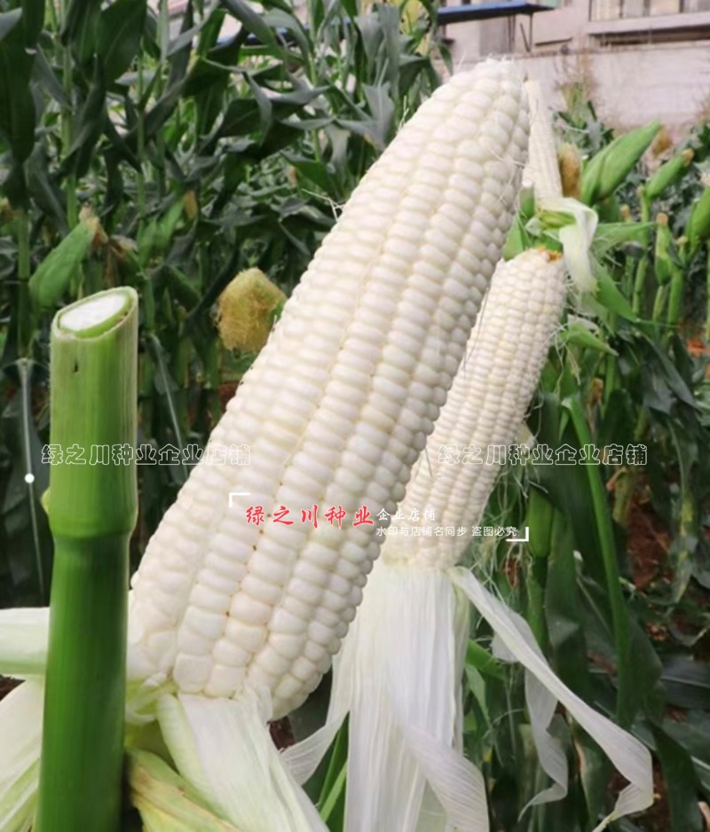 申科甜糯99早熟矮杆大棒甜糯玉米种子加甜糯白玉米种籽