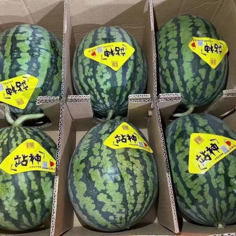 甘美4K西瓜，美都麒麟西瓜大量市场货，电商货