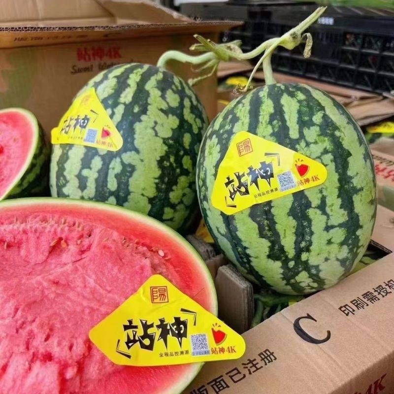 甘美4K西瓜，美都麒麟西瓜大量市场货，电商货