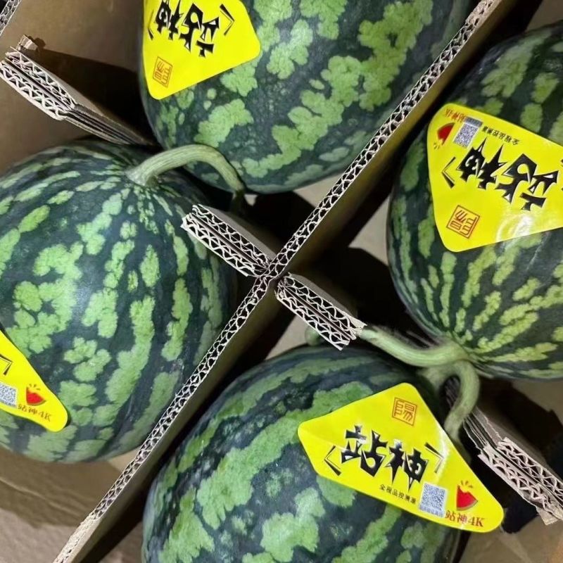 甘美4K西瓜，美都麒麟西瓜大量市场货，电商货