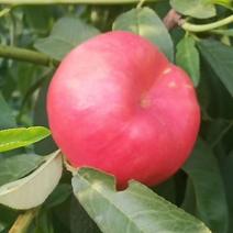 蟠桃早熟品种1一21，六月十八日成熟，口感好含糖量高。
