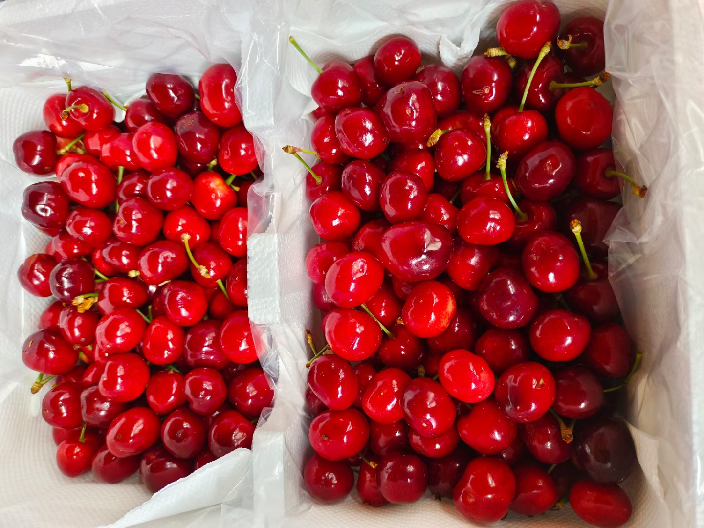 车厘子双果特写,两个果实紧密相连,形态独特 车厘子双果特写