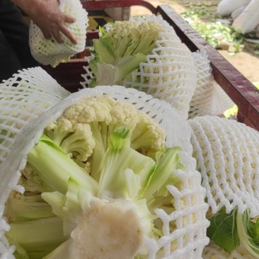 甘肃兰州精品有机花，量大从优