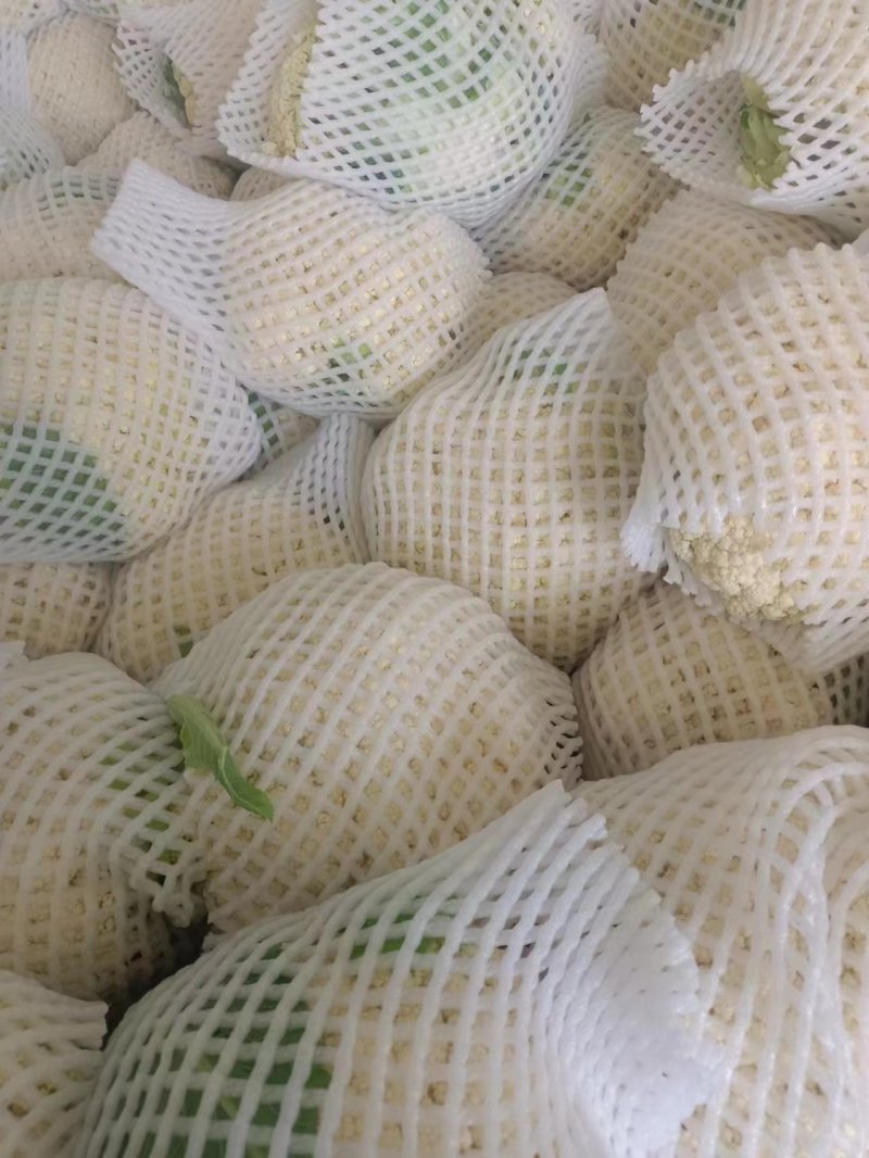 甘肃兰州精品有机花，量大从优