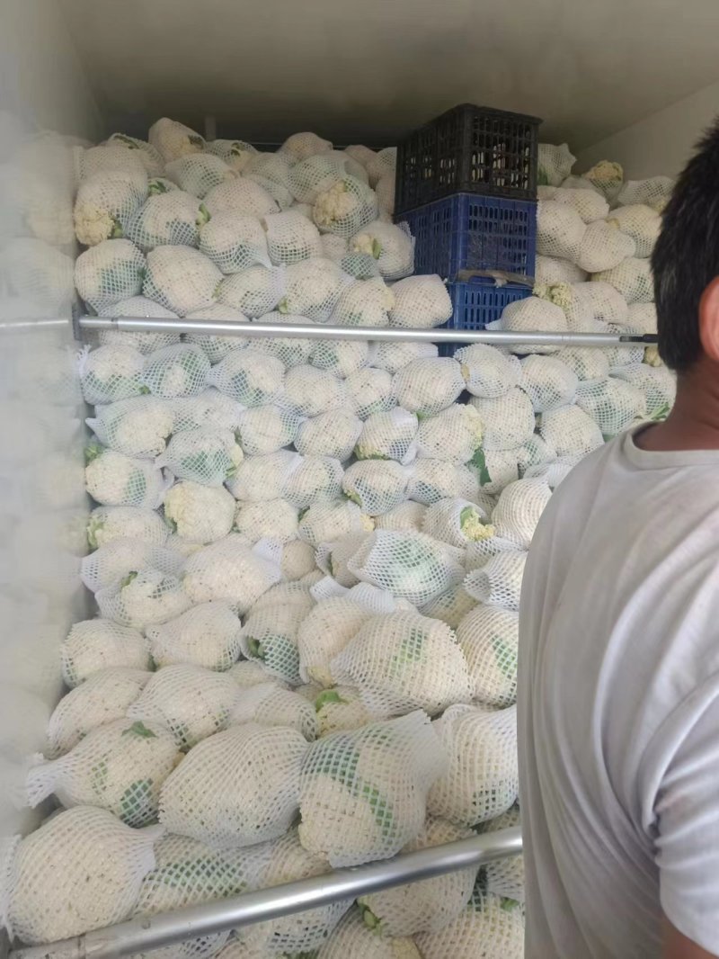 甘肃兰州精品有机花，量大从优