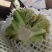 甘肃兰州精品有机花，量大从优