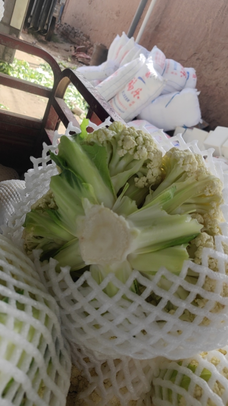 甘肃兰州精品有机花，量大从优