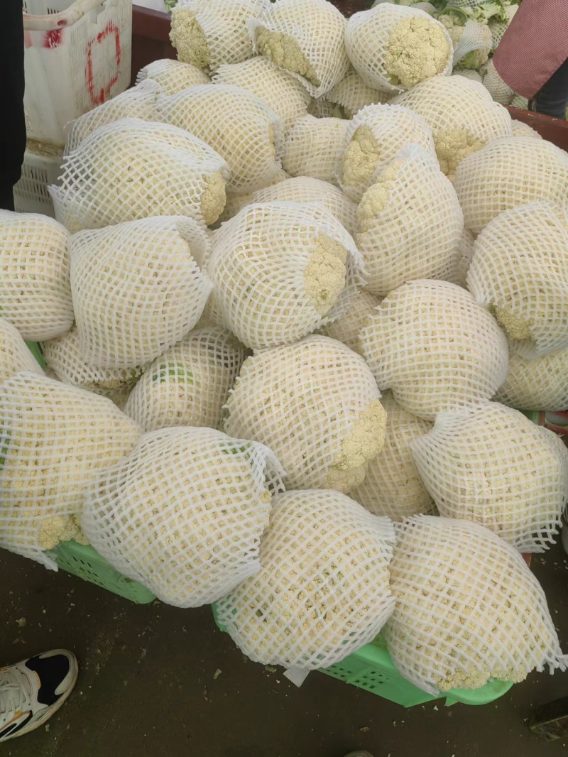 甘肃兰州精品有机花，量大从优