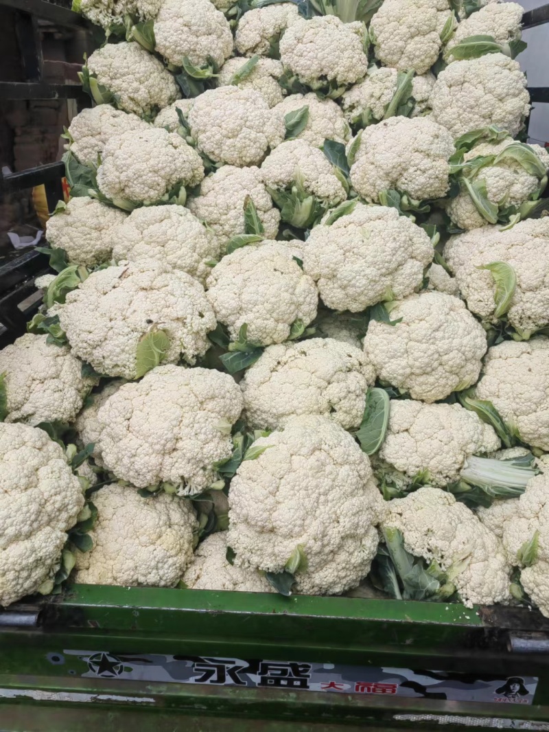 甘肃兰州精品有机花，量大从优