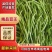 无筋豆无丝豆架豆王干豆角脱水豆角豆王