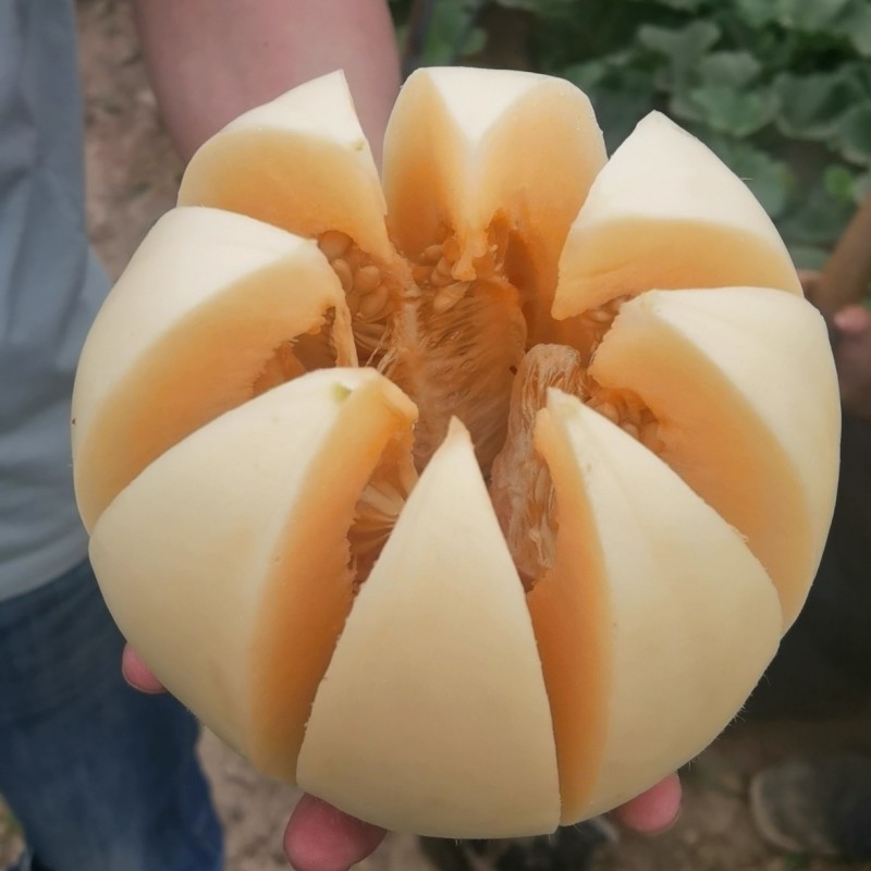 白甜瓜，甜红玉甜瓜找马斌！！小白瓜质量好价格便宜！货源足