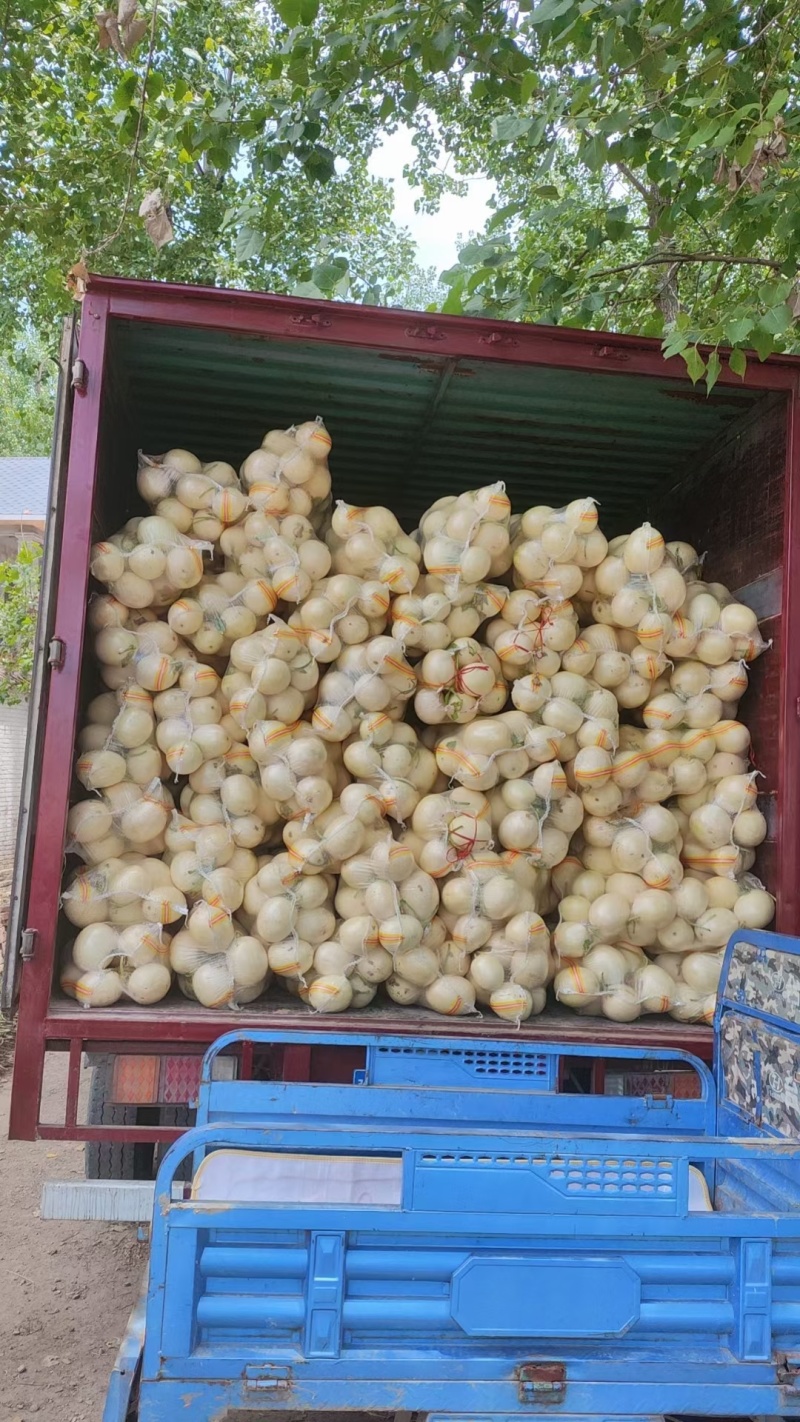 白甜瓜，甜红玉甜瓜找马斌！！小白瓜质量好价格便宜！货源足