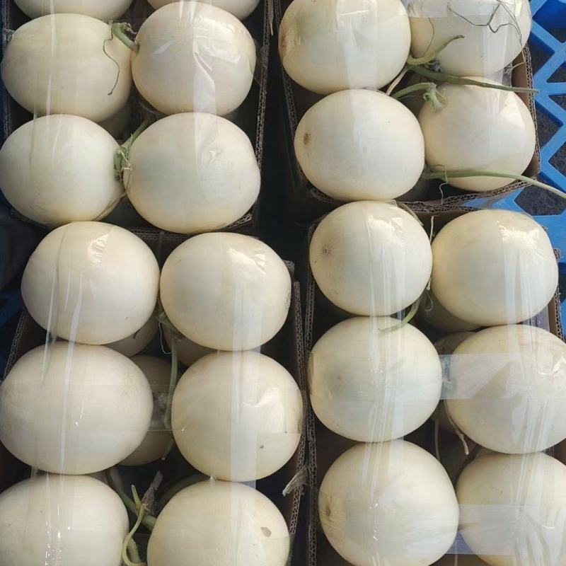 上蔡县马斌贷收货甜红玉2号甜瓜各种规格货源充足欢迎来电