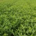 (栀子花)20一25高，冠幅好，广东专业苗圃基地直销，