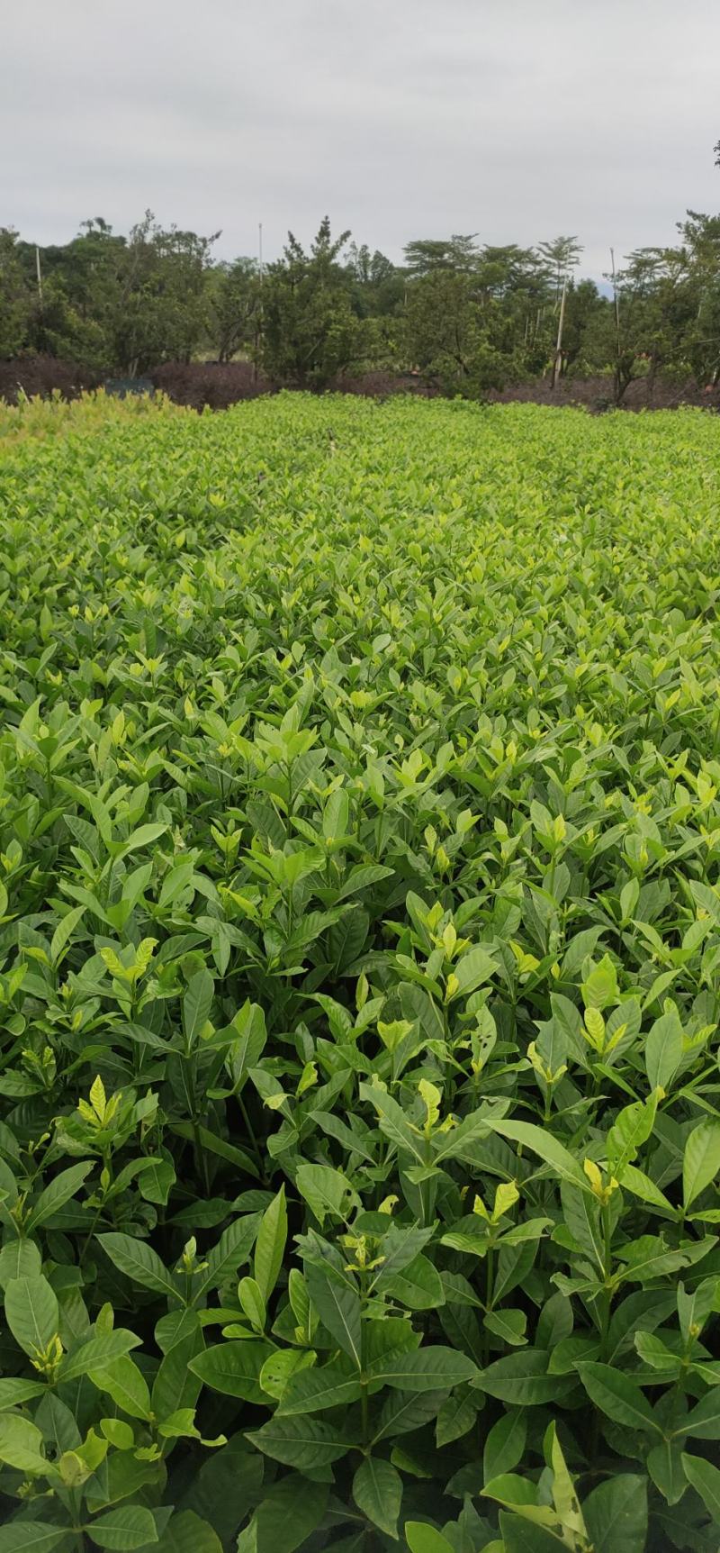 (栀子花)20一25高，冠幅好，广东专业苗圃基地直销，