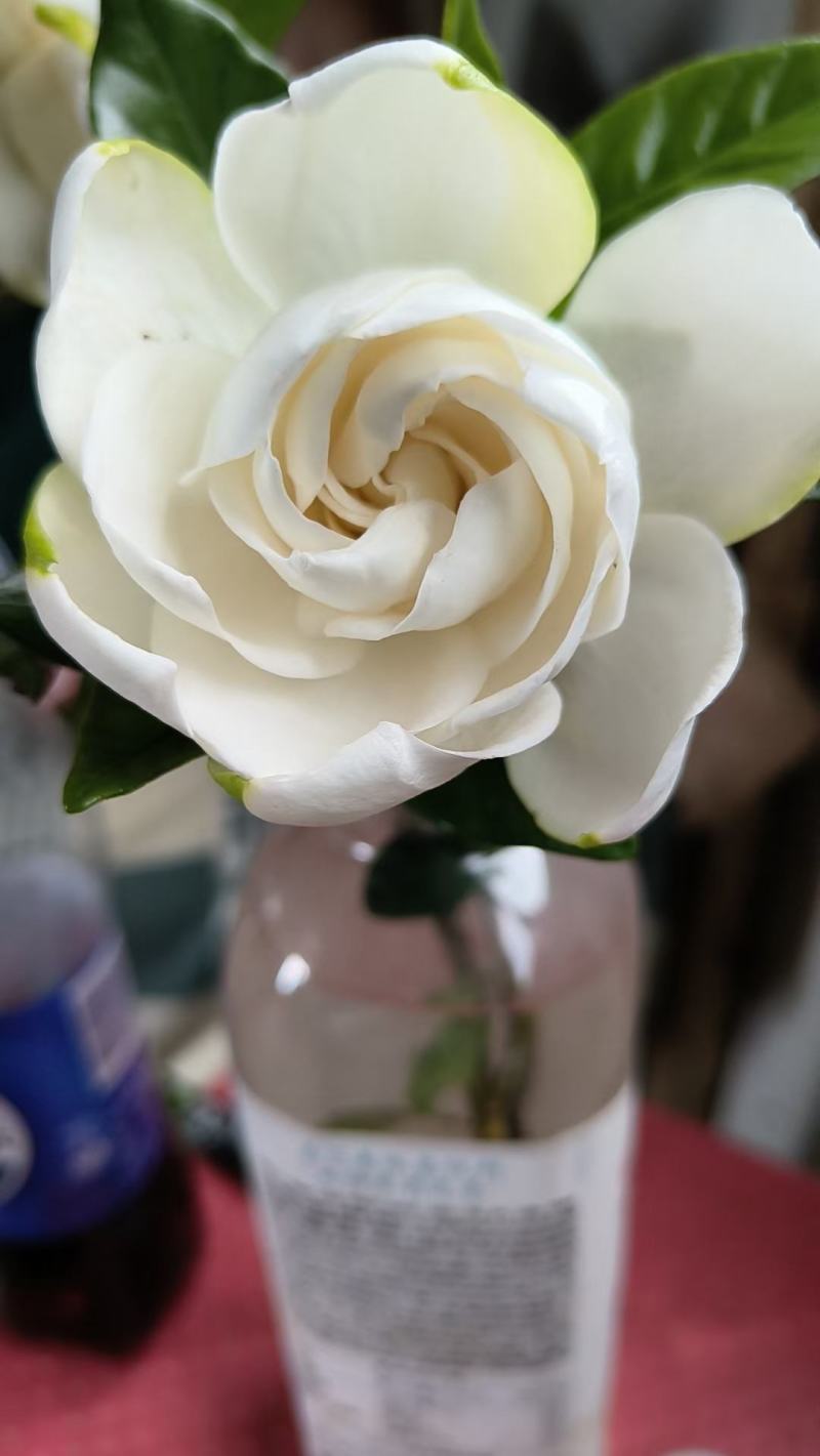 (栀子花)20一25高，冠幅好，广东专业苗圃基地直销，