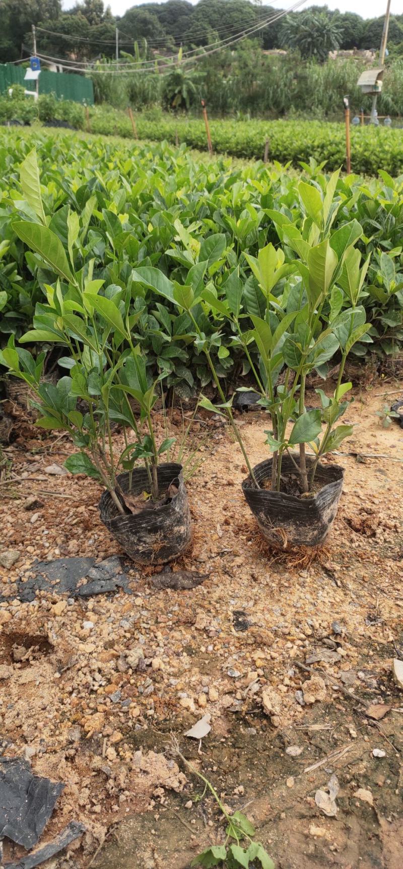 (栀子花)20一25高，冠幅好，广东专业苗圃基地直销，