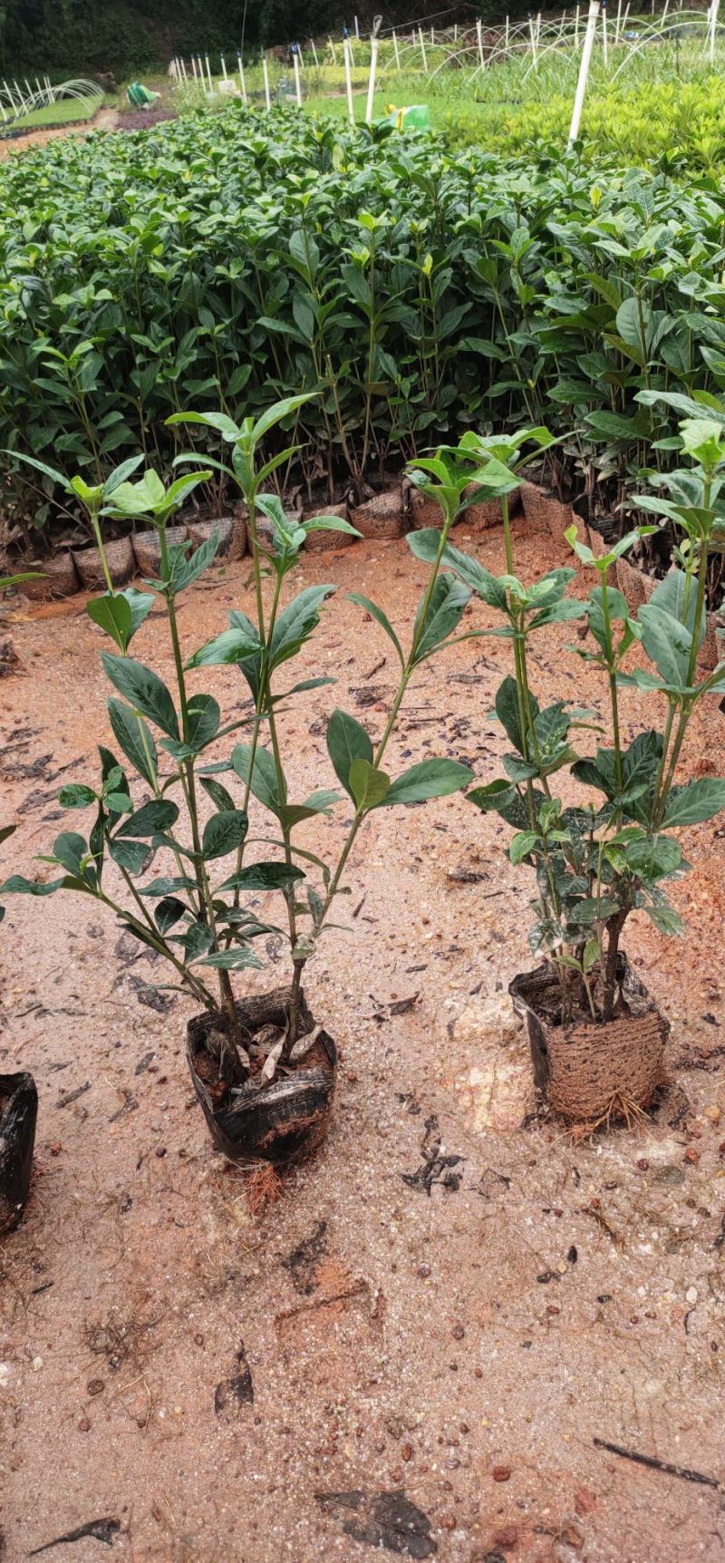 (栀子花)20一25高，冠幅好，广东专业苗圃基地直销，