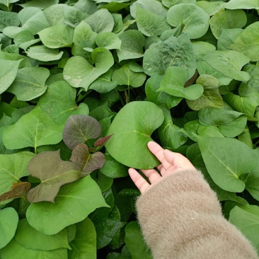 蜜薯苗烤薯苗脱毒红薯苗地瓜苗供应全国各地渠道可视频看货