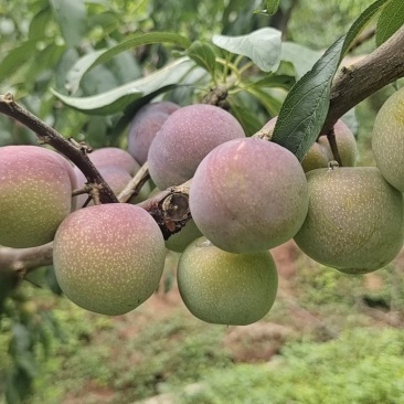 高山半边红李子，脱骨李，纯甜，化渣，颜色好，水份足，，，