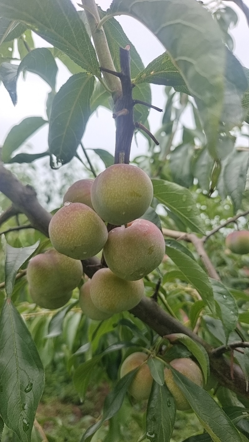 高山半边红李子，脱骨李，纯甜，化渣，颜色好，水份足，，，