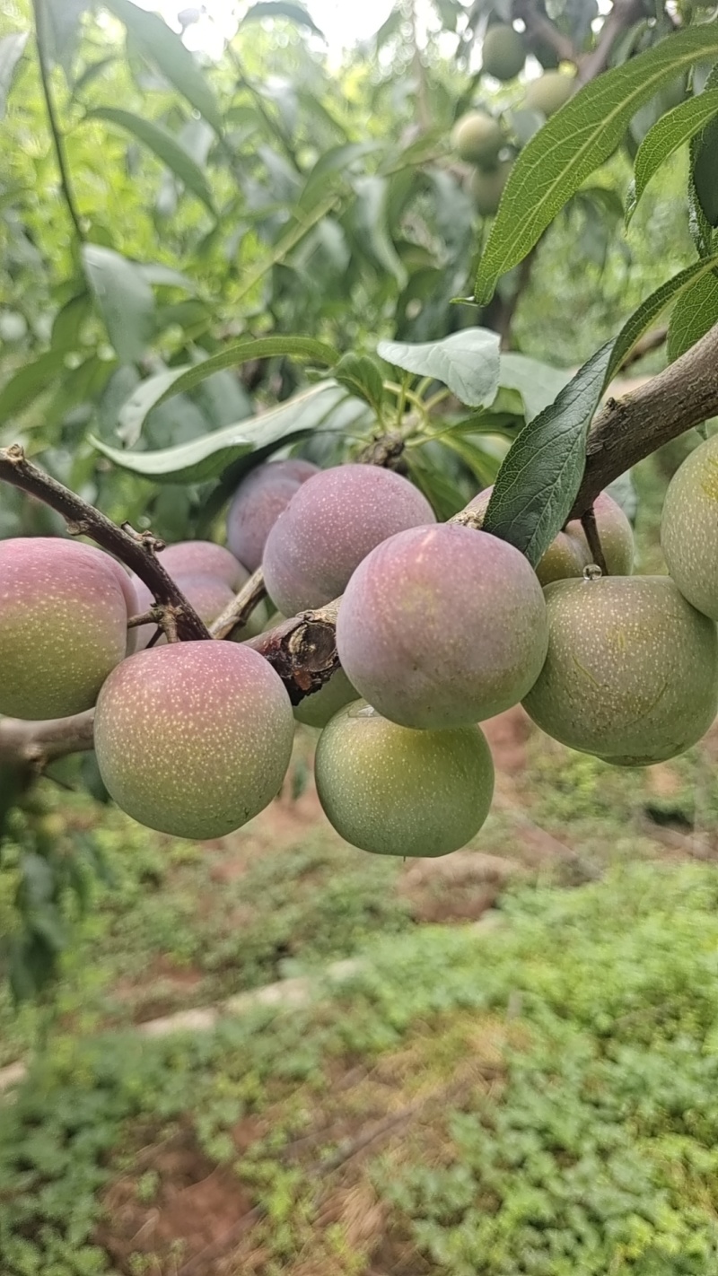 高山半边红李子，脱骨李，纯甜，化渣，颜色好，水份足，，，