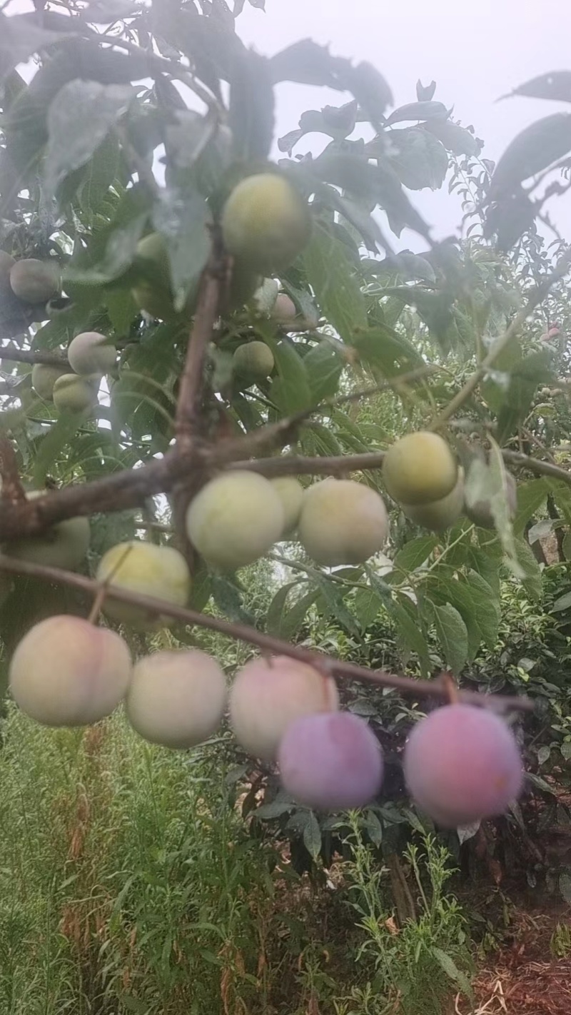 高山半边红李子，脱骨李，纯甜，化渣，颜色好，水份足，，，