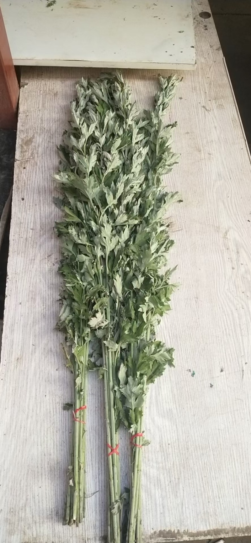 精品野生艾草开始上市了