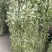 精品野生艾草开始上市了