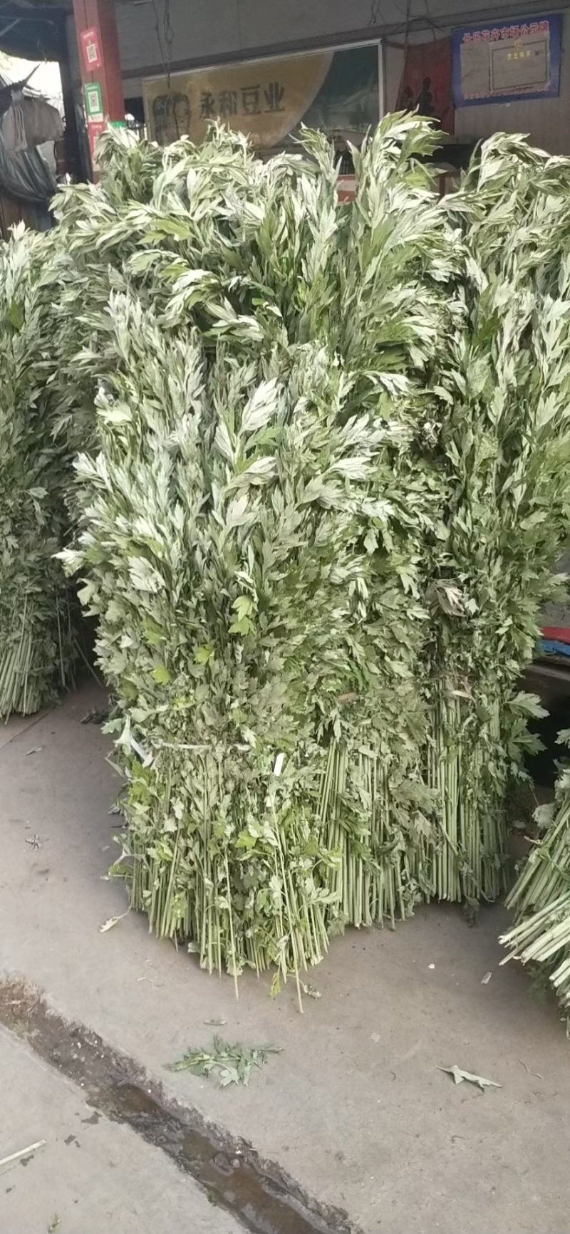 精品野生艾草开始上市了