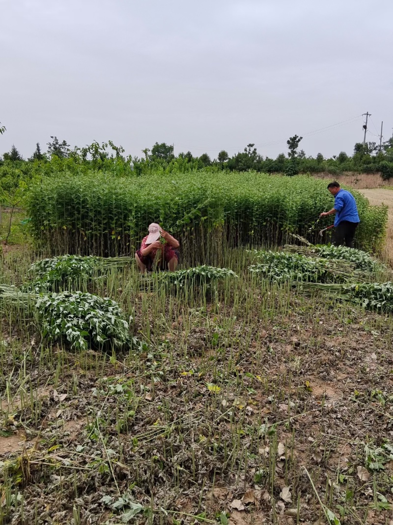 精品野生艾草开始上市了
