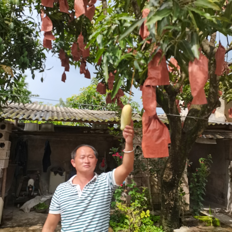 精品芒果/水仙芒果产地直发大量现货欢迎各地客商洽谈
