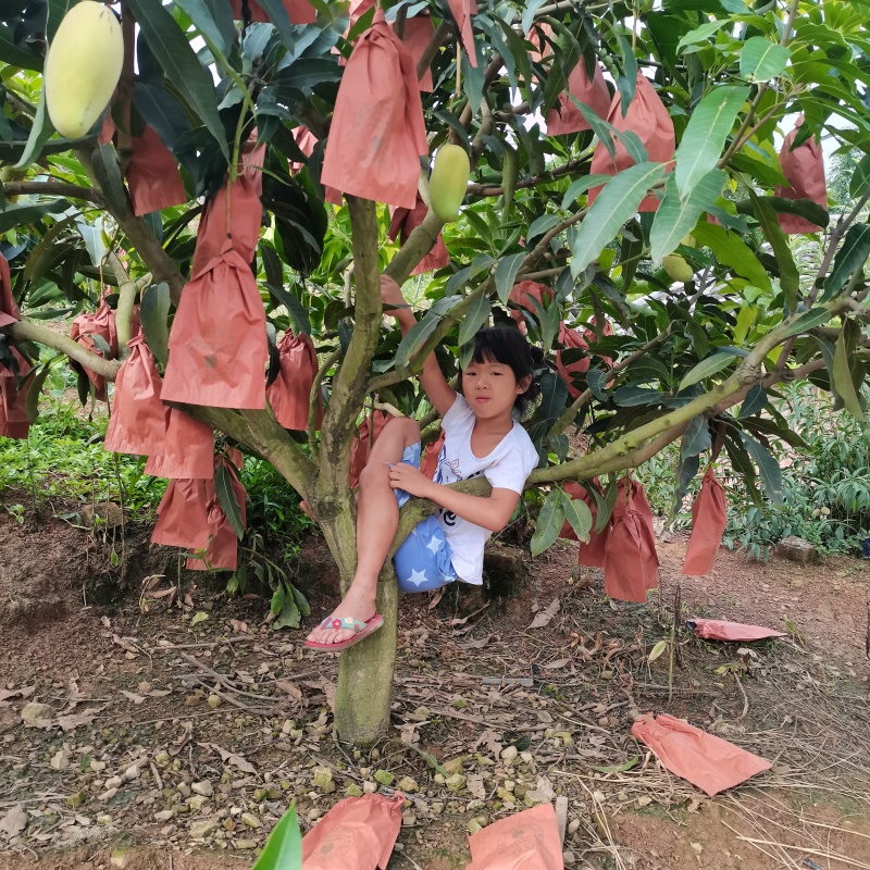精品芒果/水仙芒果产地直发大量现货欢迎各地客商洽谈