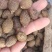 胖大海选货无破皮润喉泡水花茶无蛀虫无霉变