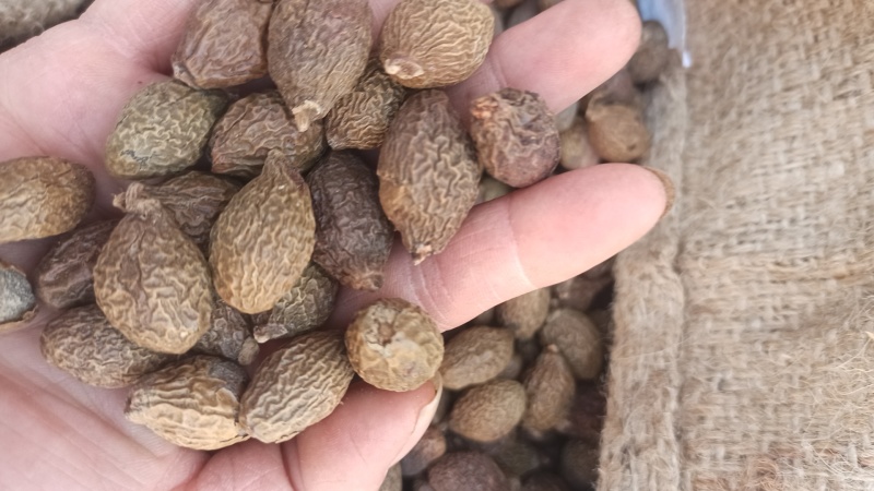 胖大海选货无破皮润喉泡水花茶无蛀虫无霉变
