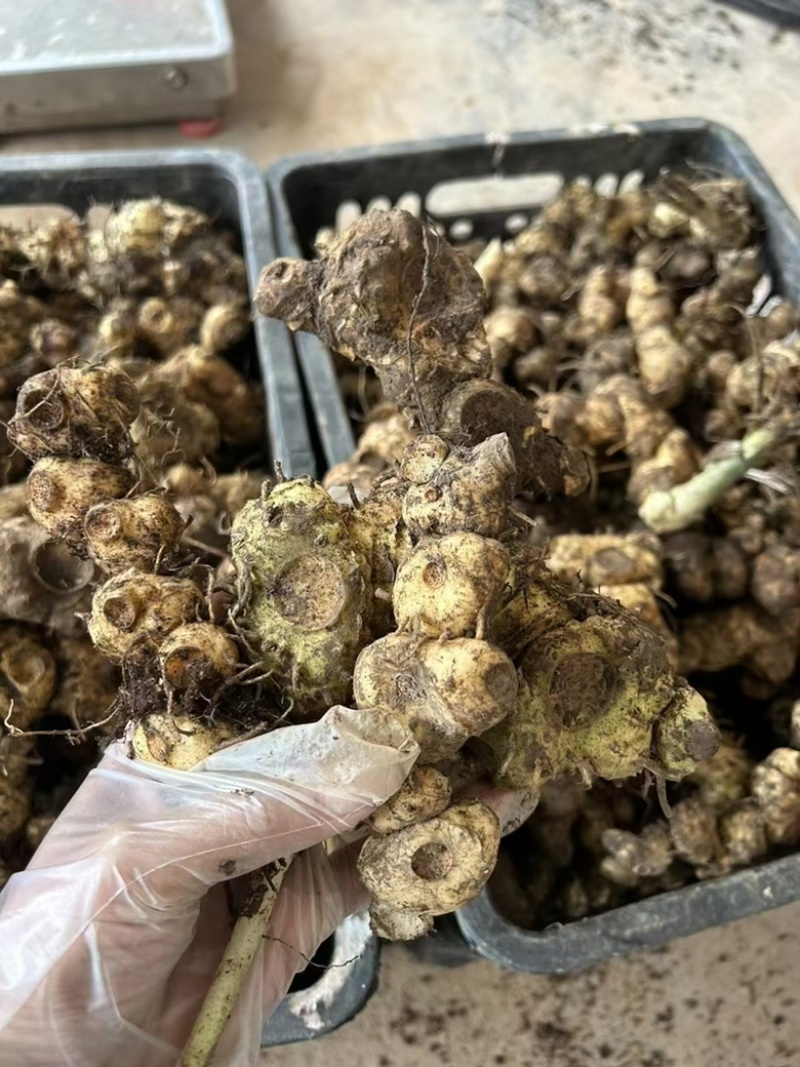 鲜黄精