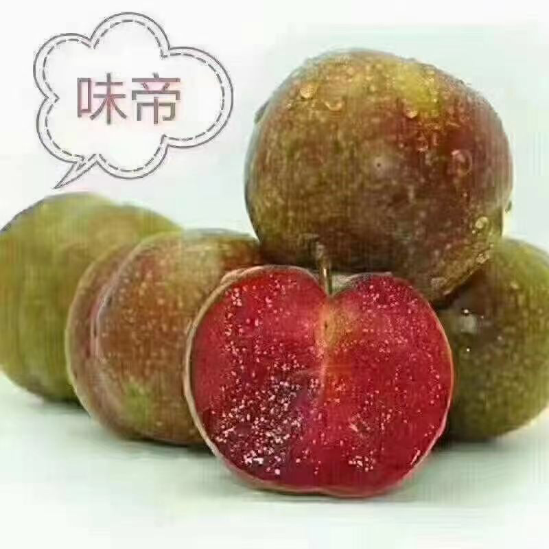 四川李子三华李味帝专业代办一条龙服务对接各级客商