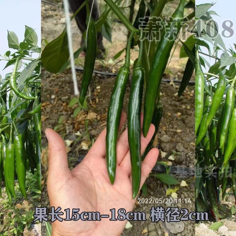 萧新408美人椒品种，杂交一袋中早熟品种青红两用种子