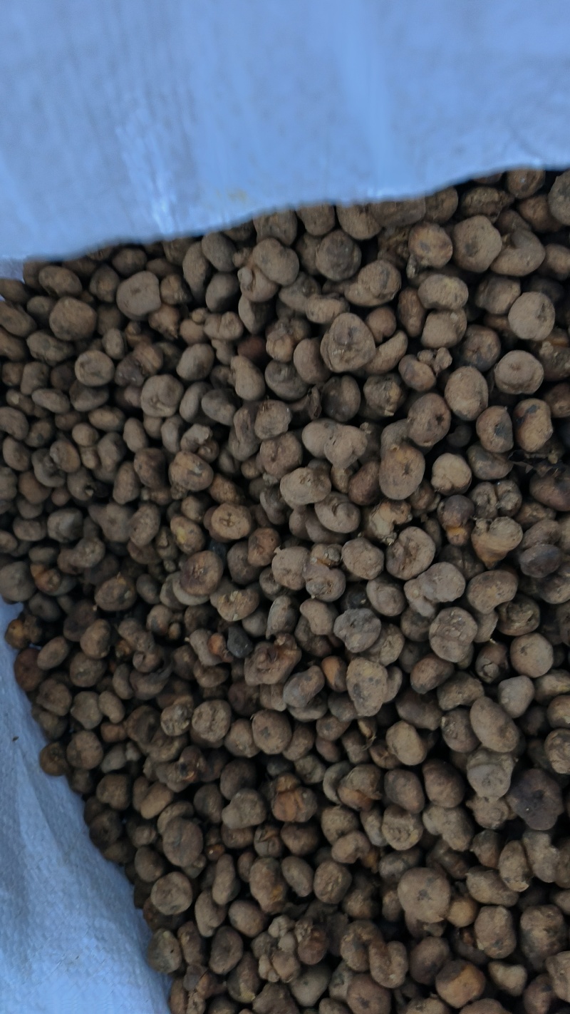 大量出售元胡种子，各种规格都有。