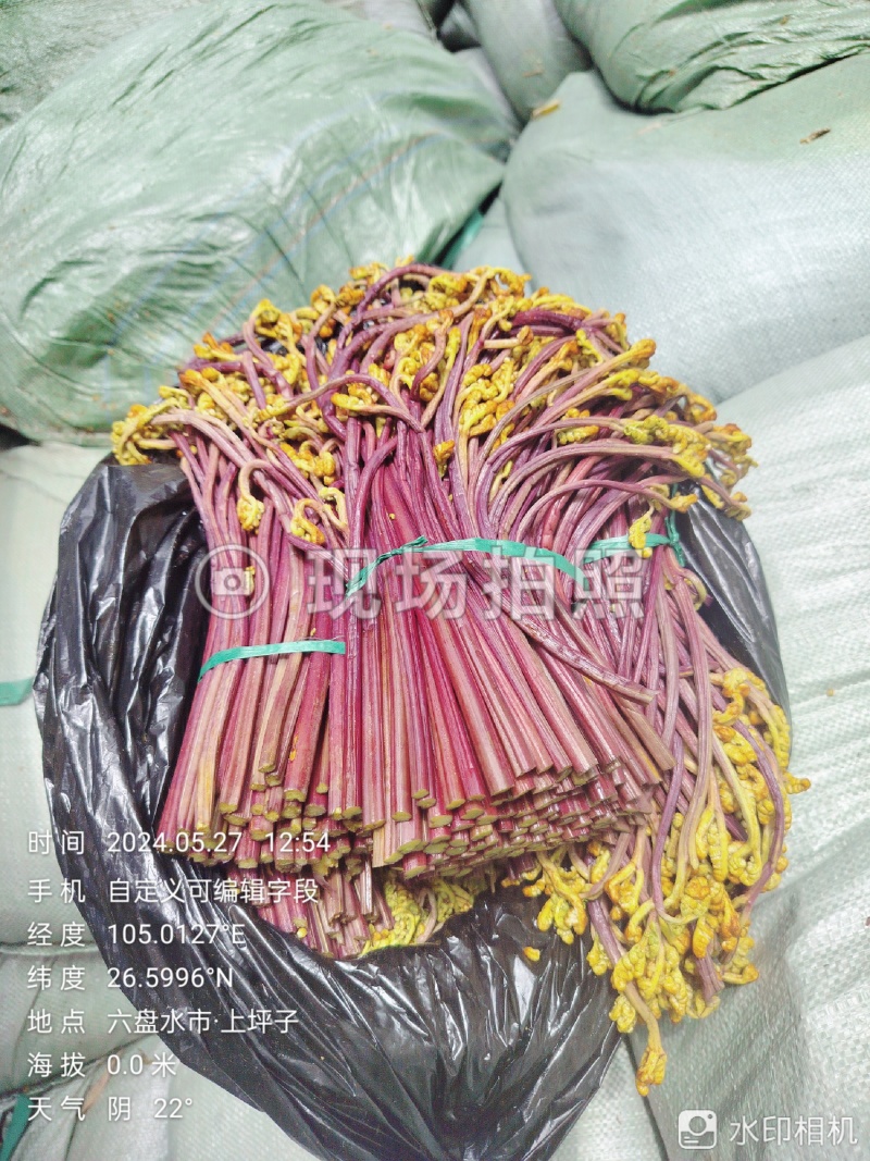 贵州高山蕨菜！产地一手货源！品质好质量保证！每年供应千吨