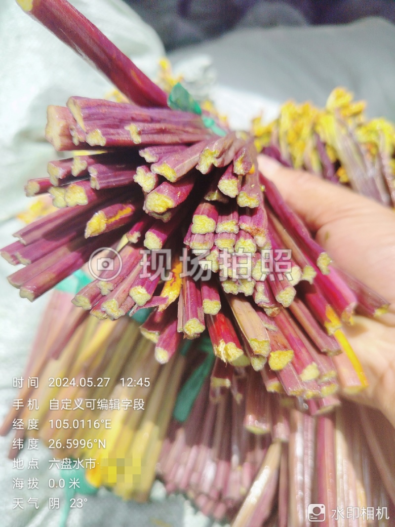 贵州高山蕨菜！产地一手货源！品质好质量保证！每年供应千吨