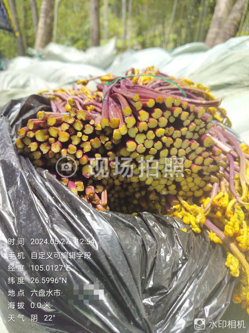 贵州高山蕨菜！产地一手货源！品质好质量保证！每年供应千吨