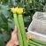 鲜花丝瓜