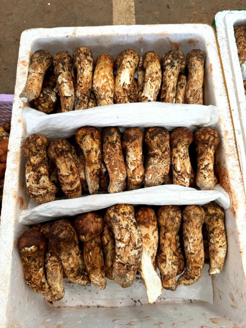 大理丽江松茸
