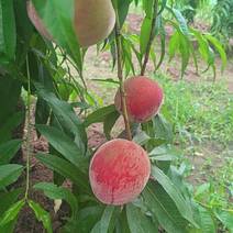 （桃子）水密桃\陕西水蜜桃、产地直发、量大电联