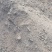 【鸡粪】山东泰安基地直供质量保证一手货源量大优惠