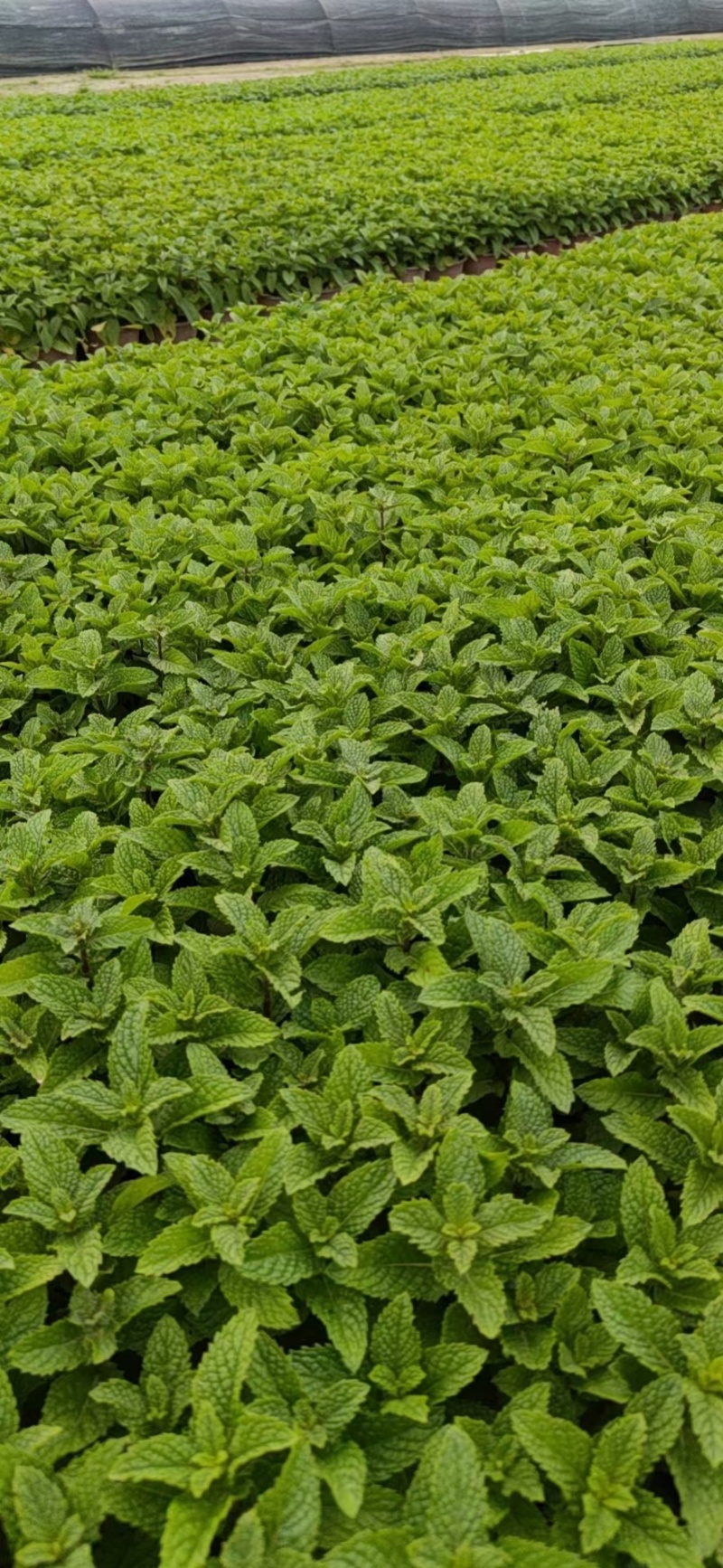 薄荷、薄荷盆苗、食用薄荷、薄荷工程苗批发