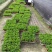 薄荷、薄荷盆苗、食用薄荷、薄荷工程苗批发