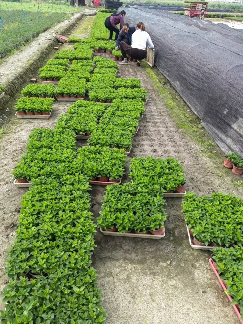 薄荷、薄荷盆苗、食用薄荷、薄荷工程苗批发