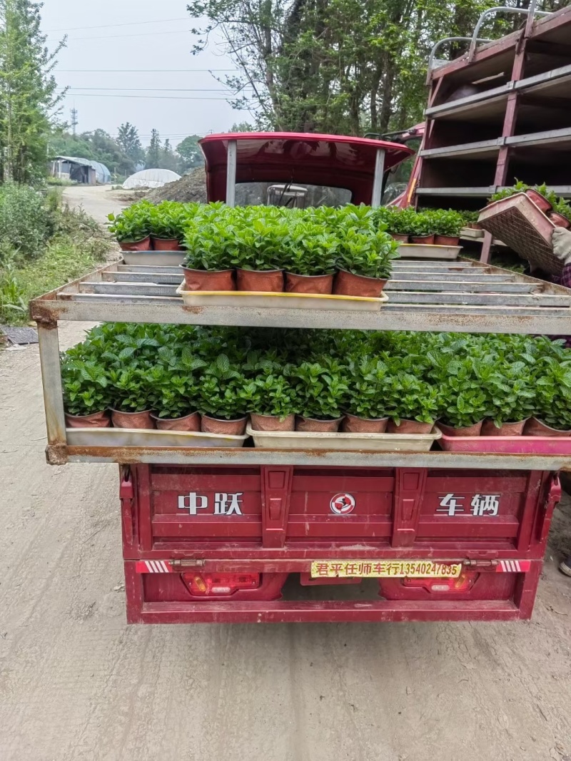 薄荷、薄荷盆苗、食用薄荷、薄荷工程苗批发